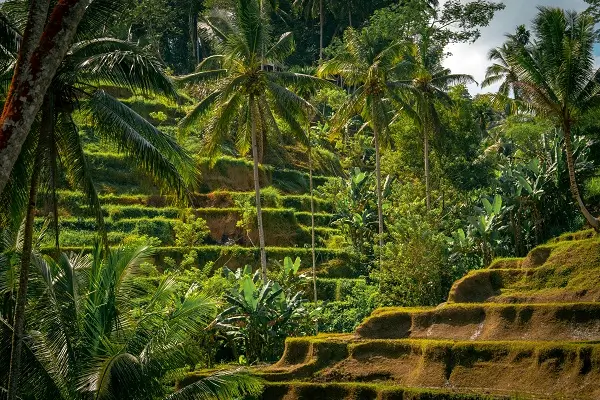 Sights to Enjoy in Bali for a Special Trip