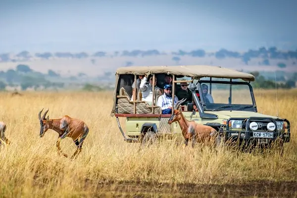 African Safaris: Stylish and Memorable Journeys